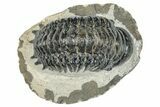 Bargain, Crotalocephalina Trilobite - Atchana, Morocco #273072-1
